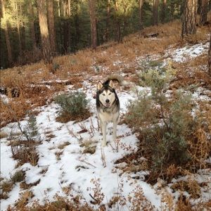 Meet your Posher, Skye